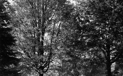 1957_Front_lawn.jpg